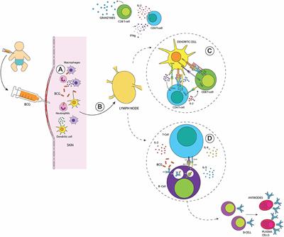 BCG-Induced Cross-Protection and Development of Trained Immunity: Implication for Vaccine Design